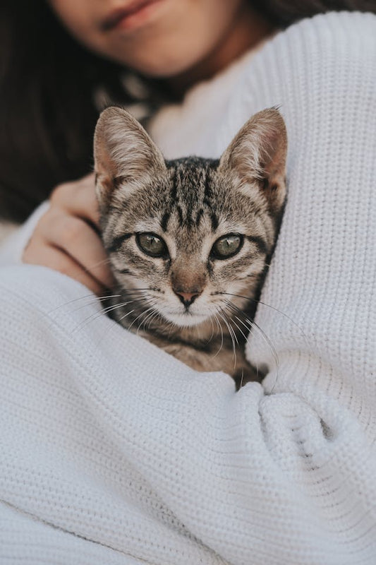 Getiegerte Katze wird auf dem Arm einer Frau mit weissem Pullover gegrault