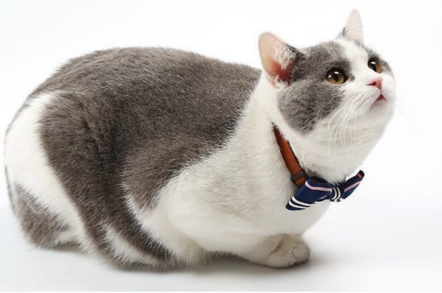 Katzen Krawatte