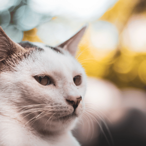 Nahaufnahme einer weiß-grauen Katze mit einem konzentrierten Ausdruck. Der Hintergrund ist unscharf und in Gelb- und Grüntönen gehalten. Das Gesicht der Katze ist gut beleuchtet und scharf fokussiert.