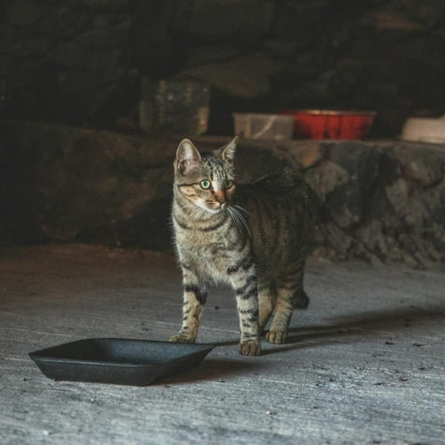 getiegerte katze steht in einem dunklen raum vor einem leeren fressnapf